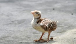 河北爆料小男孩是谁啊视频,视频背后的故事与真相