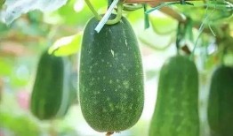 一网红讲吃瓜,揭秘吃瓜界的那些事儿