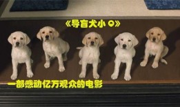 导盲犬小q在线观看,陪伴与成长的温暖故事