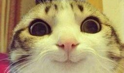 猫咪爆料视频素材无水印,揭秘无水印爆料视频中的萌态瞬间