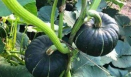 网红吃瓜劲爆图片,劲爆瞬间直击眼球！