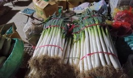 济南大葱价格最新爆料,最新市场行情揭秘
